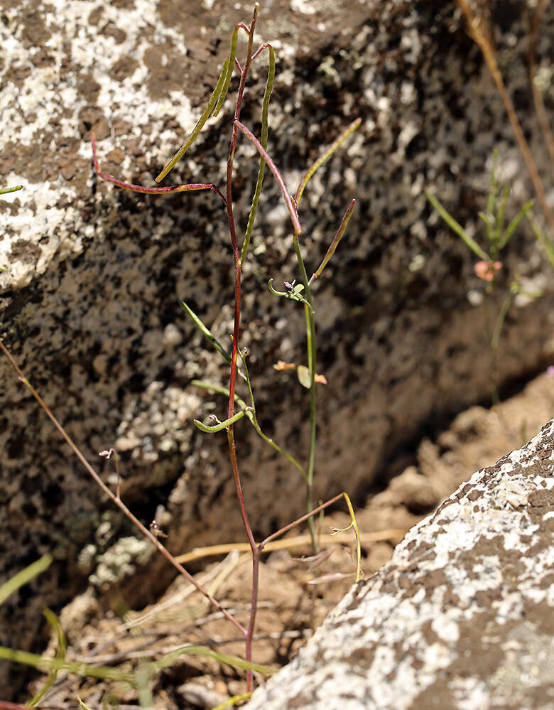 Plancia ëd Streptanthus fenestratus (Greene) J. T. Howell