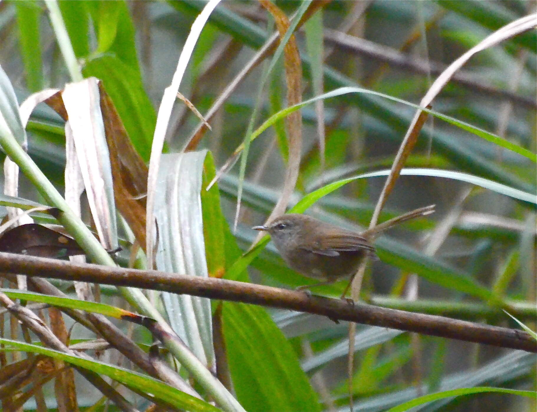 Image of Aberrant Bush Warbler