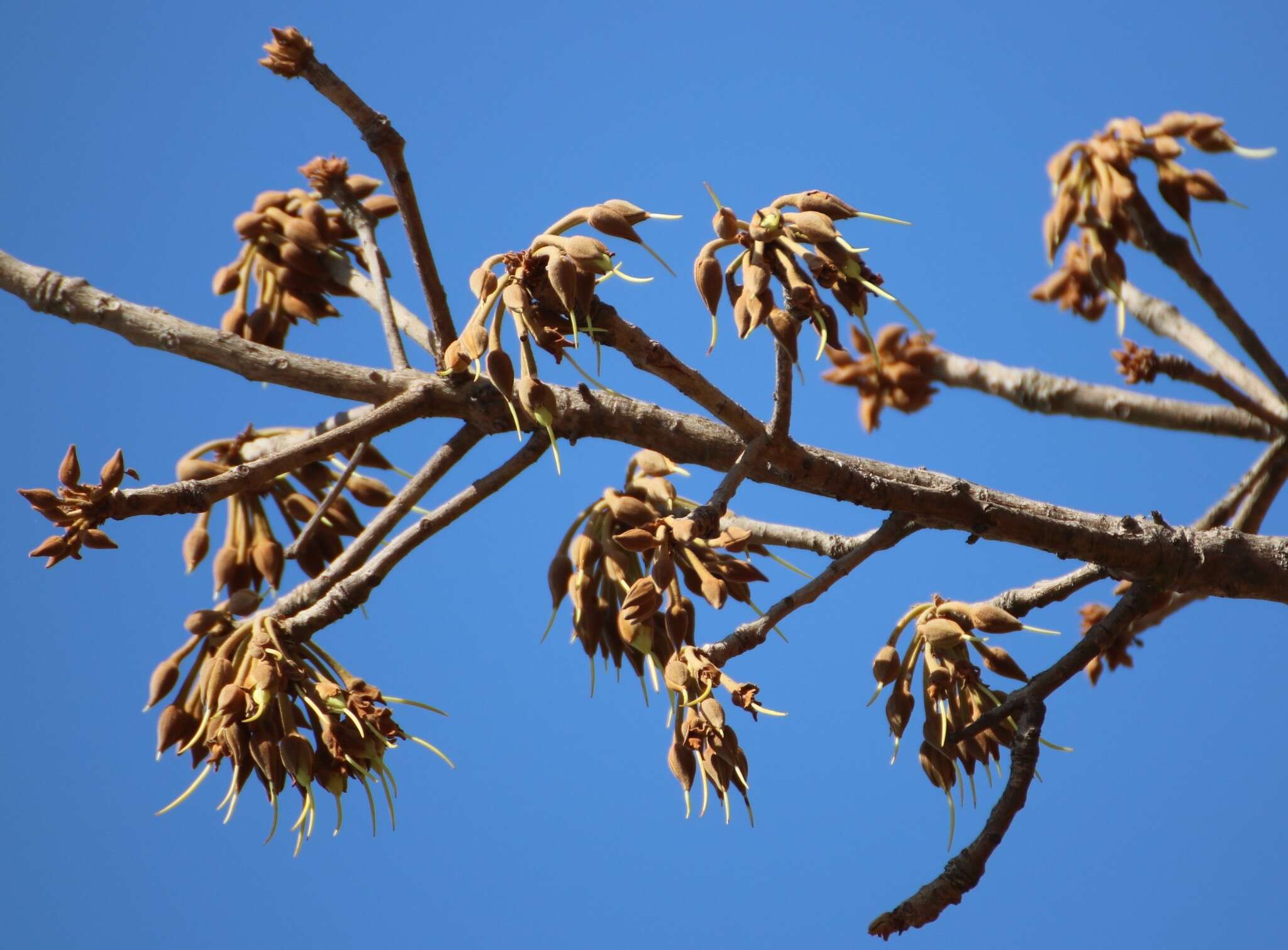 Image of moa tree