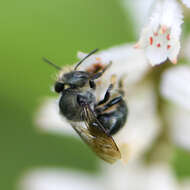 Image of Osmia distincta Cresson 1864