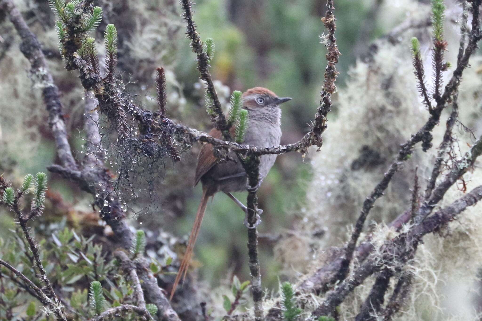 Image of White-chinned Thistletail