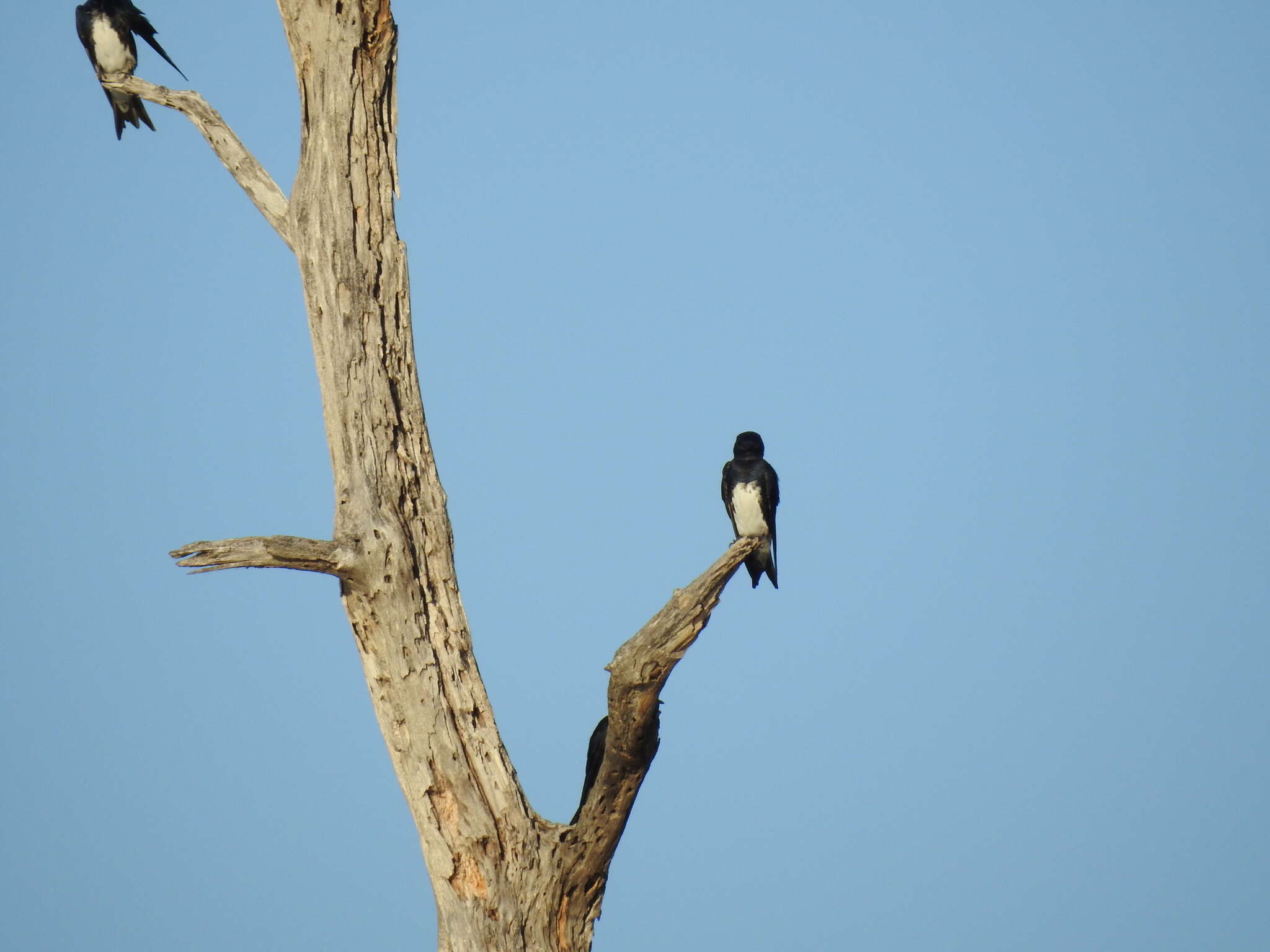 Image of Caribbean Martin