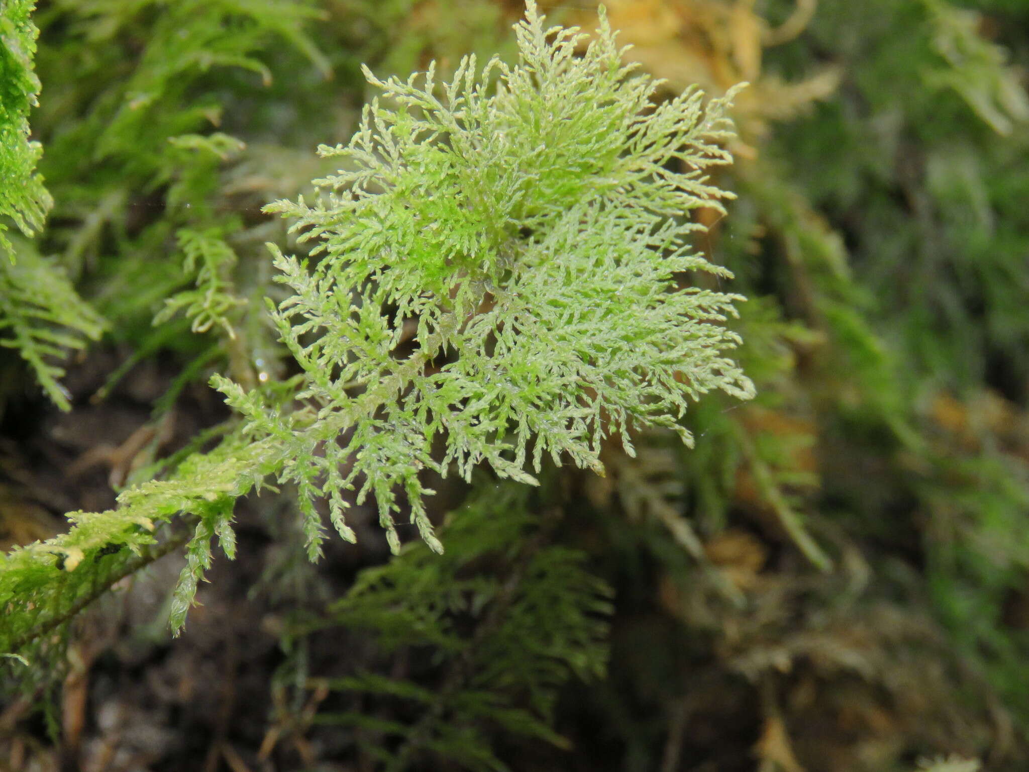 Image of tamarisk thuidium moss