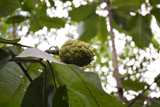 Image of cloudforest magnolia