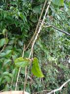 Image of Mandevilla scabra (Hoffm. ex Roem. & Schult.) Schum.