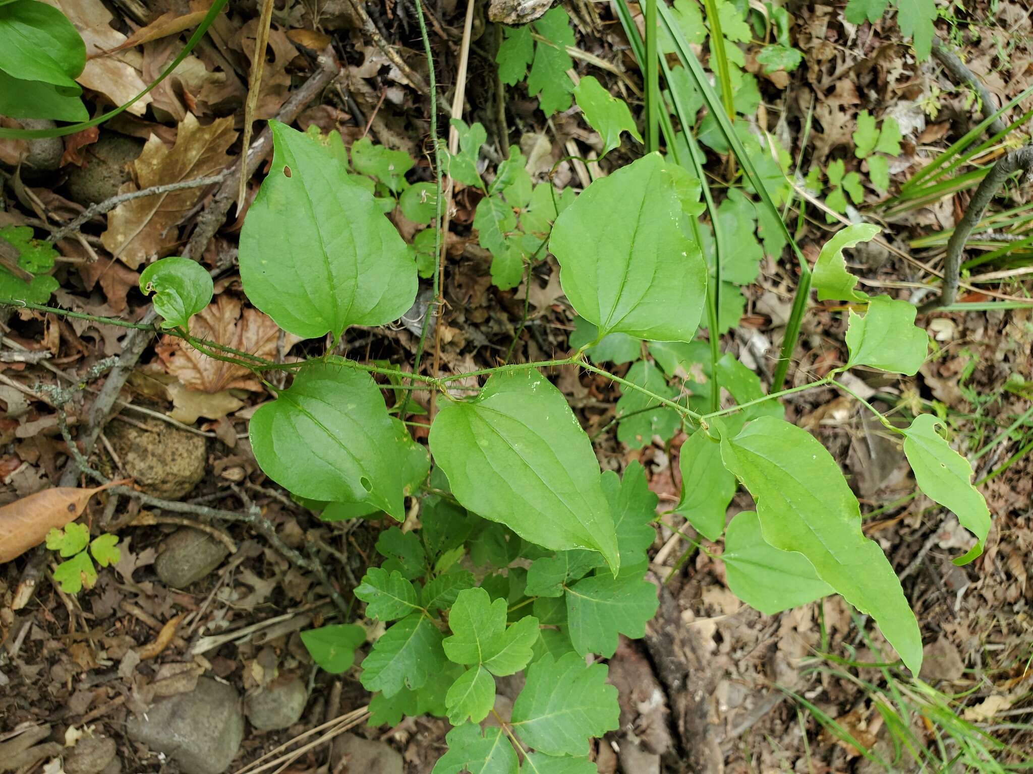 Image de Smilax californica (A. DC.) A. Gray