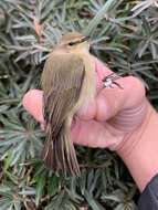 Image of Phylloscopus trochilus acredula (Linnaeus 1758)