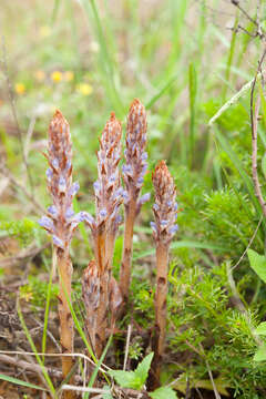 Image of Orobanche coerulescens Stephan