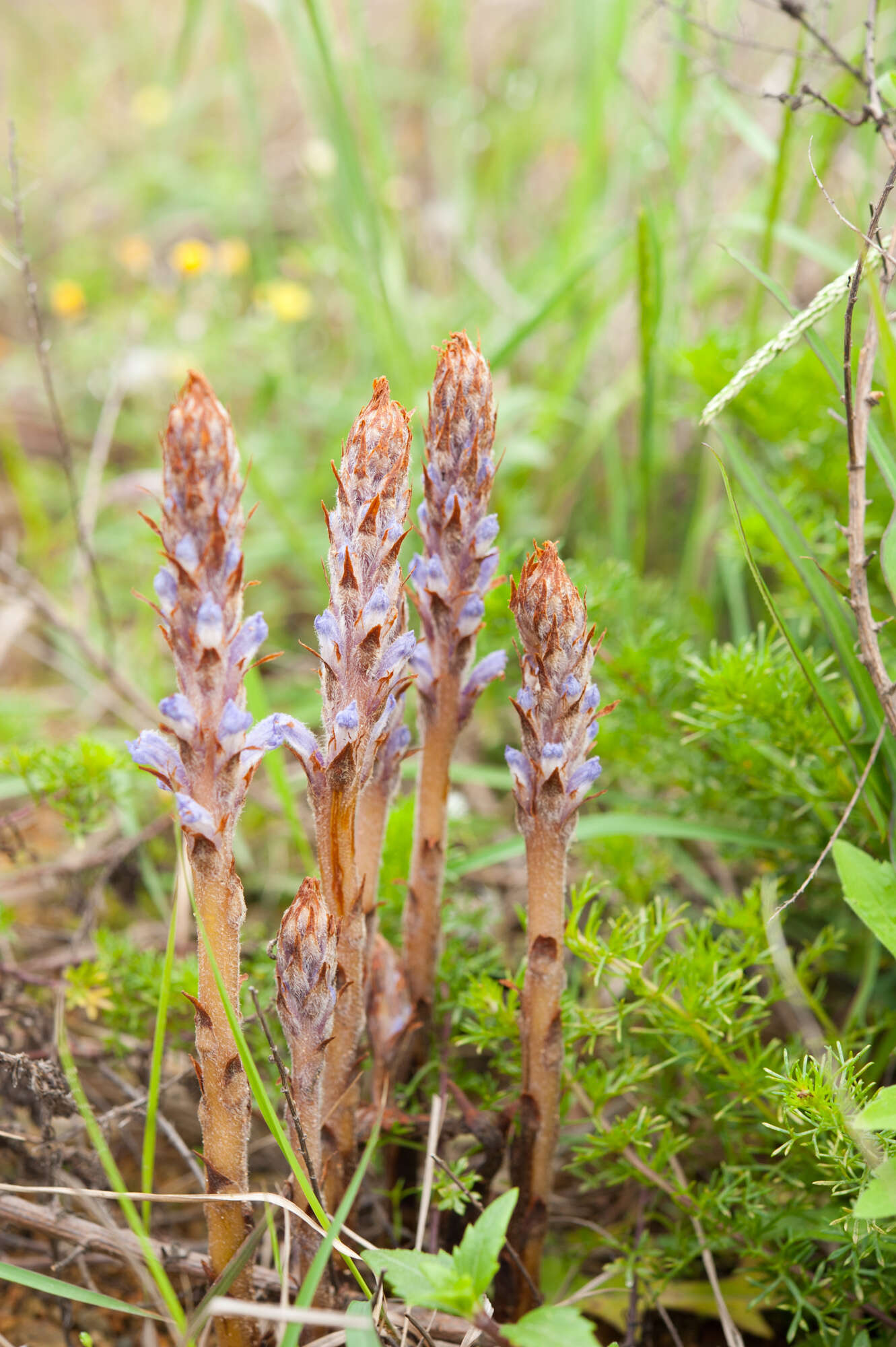 Image of Orobanche coerulescens Stephan