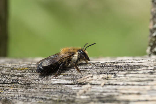 Image of Megachile nigriventris Schenck 1870