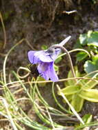 Image of Pinguicula balcanica Casper