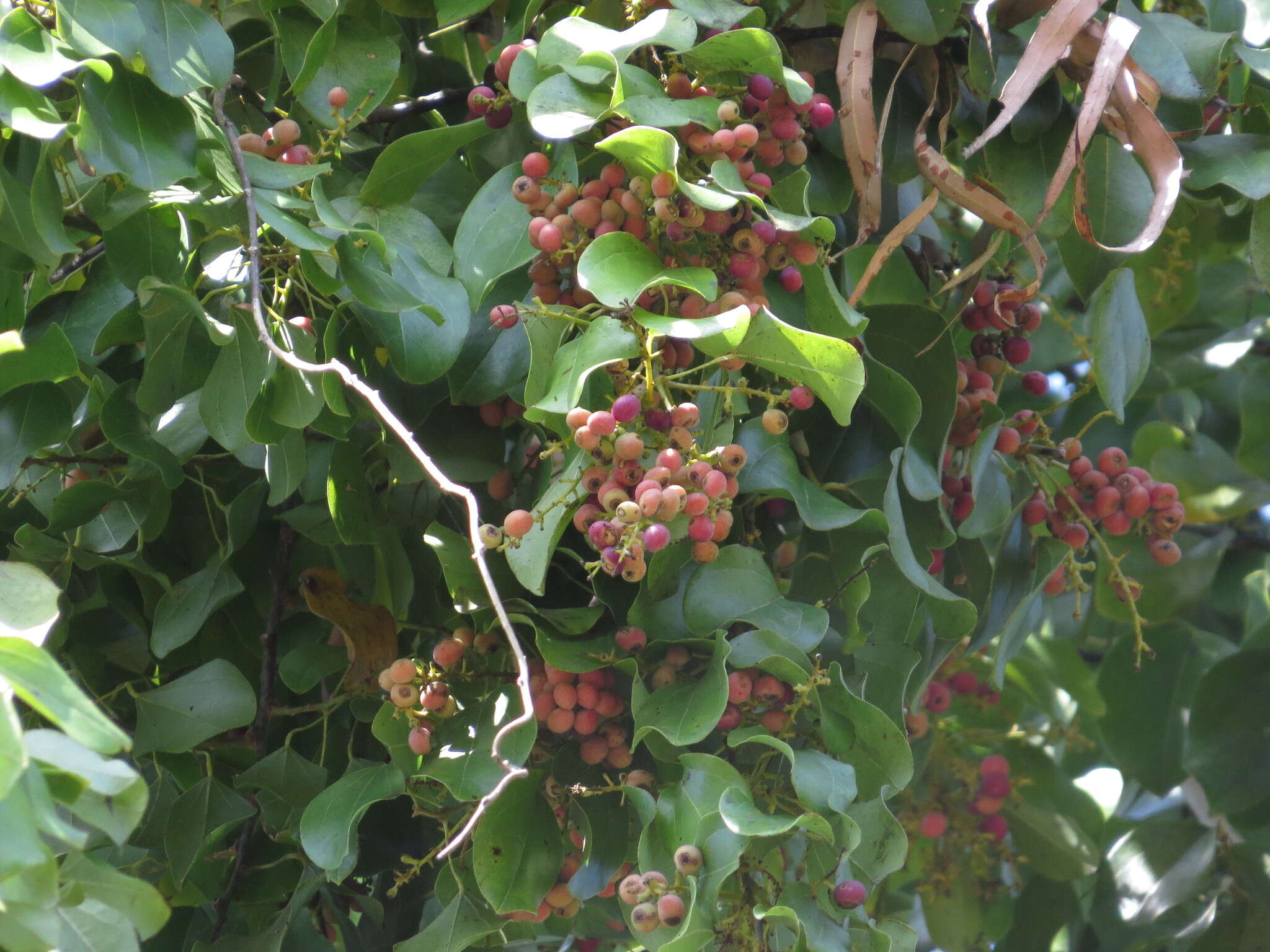 Image of Pachygone ovata (Poir.) J. D. Hook. & Thompson