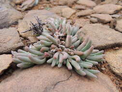 Image of Mesembryanthemum grossum (Soland.)