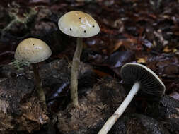 Image of Protostropharia dorsipora (Esteve-Rav. & Barrasa) Redhead 2014