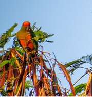 Image of Golden-capped Conure