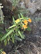 Image of southern bush monkeyflower