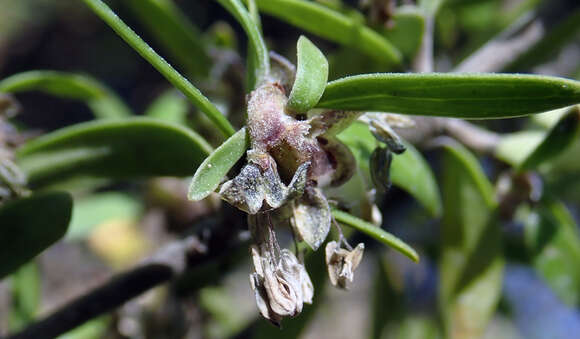 Imagem de Coprosma propinqua var. martini W. R. B. Oliv.