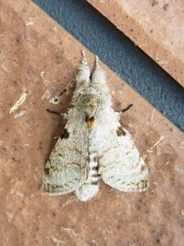 Слика од <i>Calliteara lunulata</i>