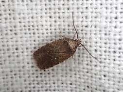 Image of Agonopterix clemensella Chambers 1876