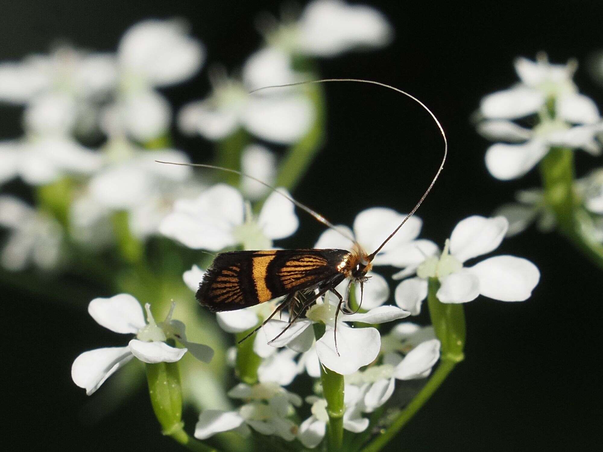 Image of Small Barred Long-horn