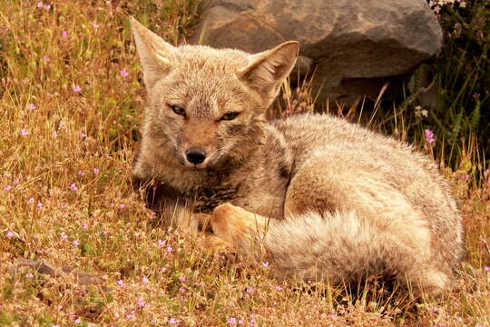 Image of Argentine Gray Fox