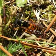 Image de Vespula rufa (Linnaeus 1758)