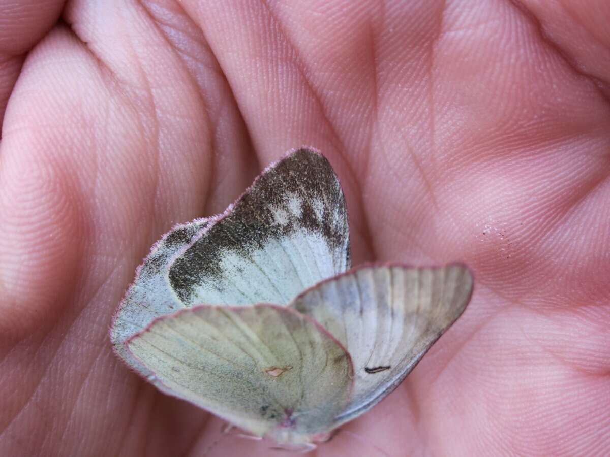 Image of Orange Sulphur