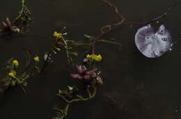 Image of Utricularia stellaris L. fil.