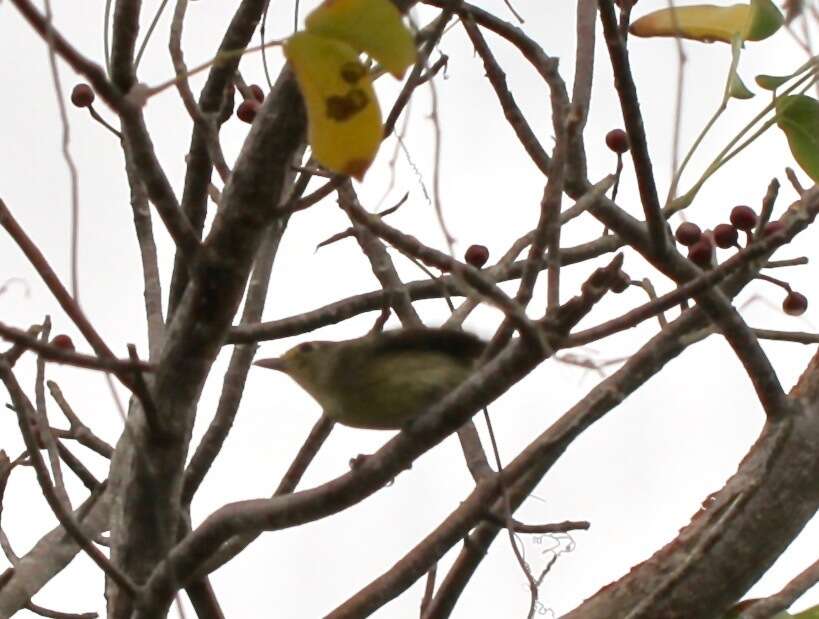 Image of Cuban Vireo