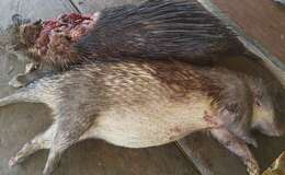 Image of Brush-tailed porcupine