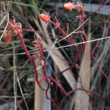 Image of Echeveria amoena L. de Smet ex E. Morr.