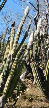 Image of Pilosocereus alensis (F. A. C. Weber ex Rol.-Goss.) Byles & G. D. Rowley