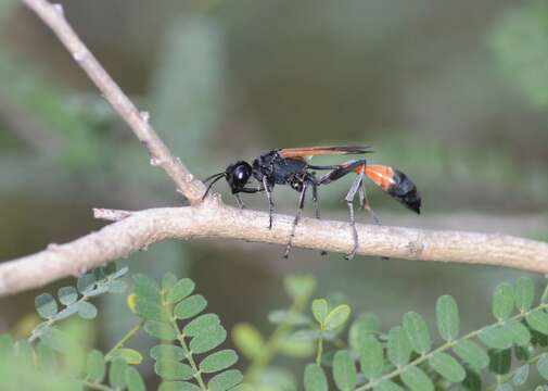 Image of Ammophila pictipennis Walsh 1869