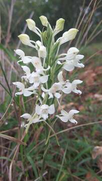 Imagem de Habenaria roxburghii Nicolson