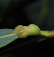 Image of Gall wasp