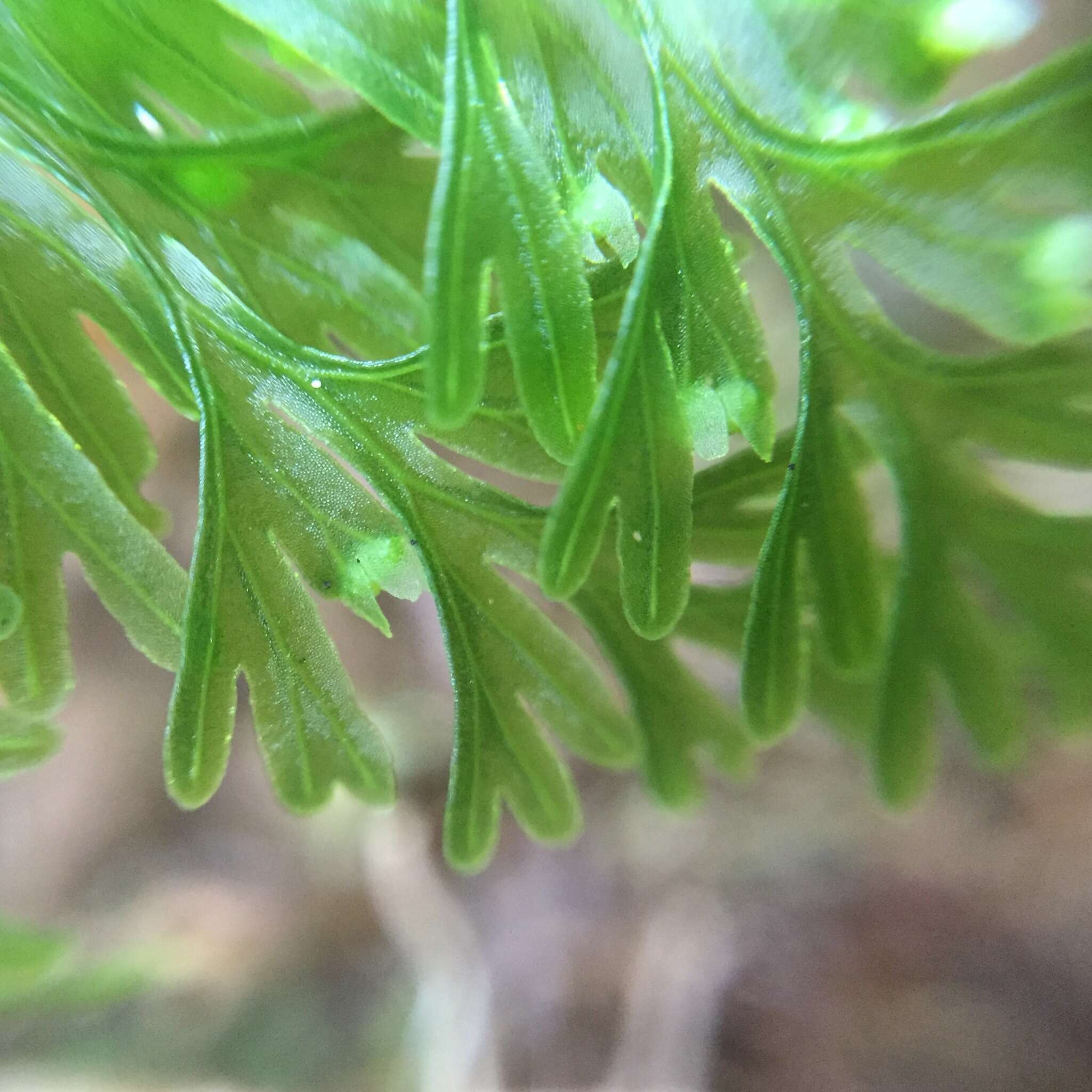 Image of Hymenophyllum demissum (G. Forst.) Sw.