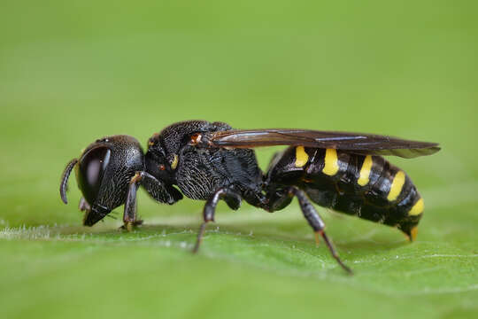 Image of Ectemnius spinipes (A. Morawitz 1866)