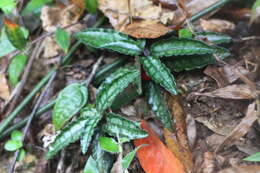 Image of Ardisia violacea (T. Suzuki) W. Z. Fang & K. Yao