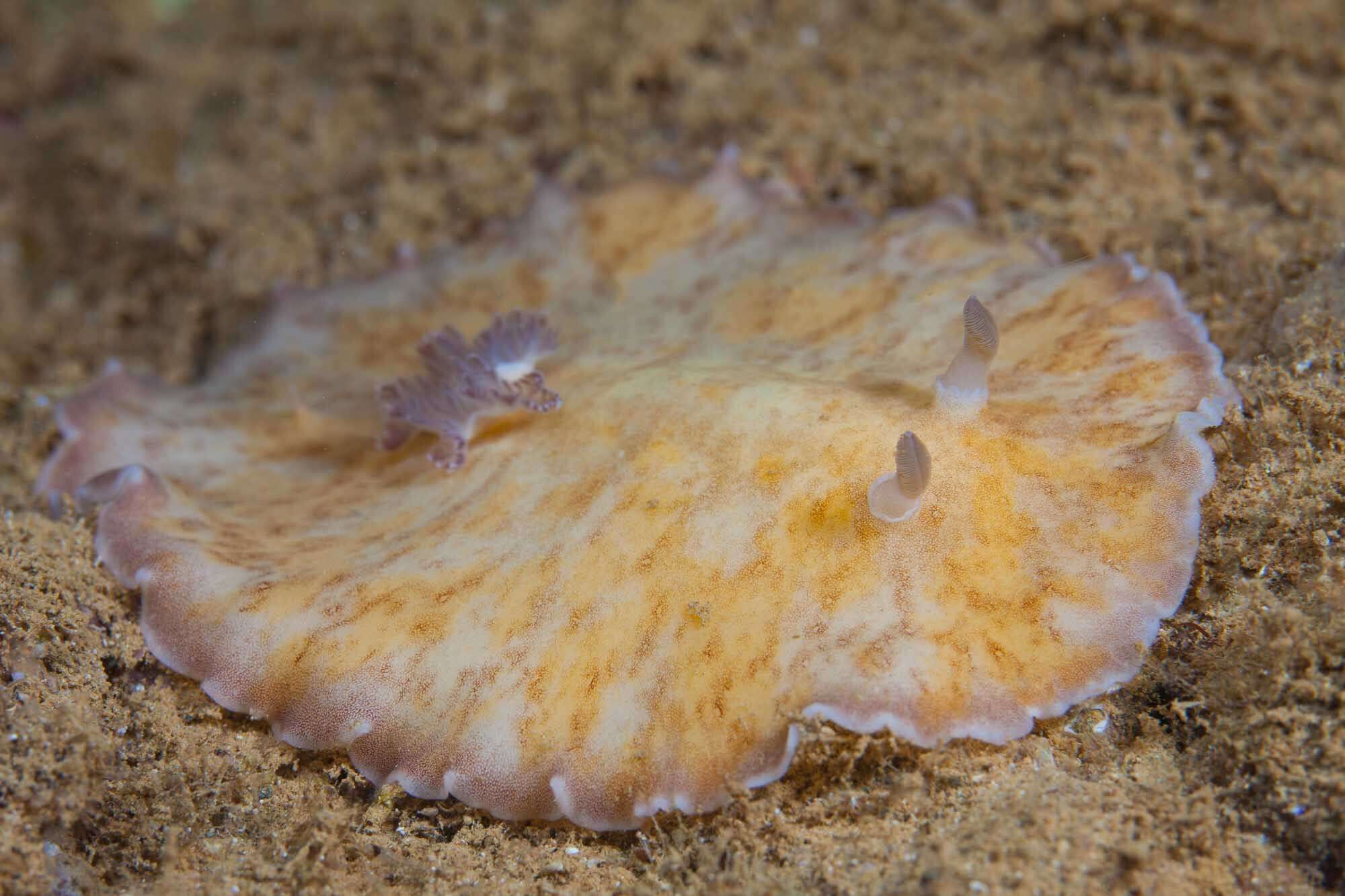 Image of Platydoris cinereobranchiata Dorgan, Valdés & Gosliner 2002