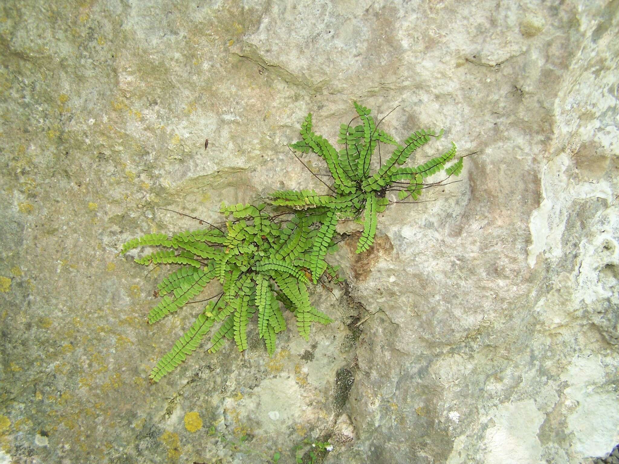 Image of Asplenium trichomanes subsp. pachyrachis (Christ) Lovis & Reichst.