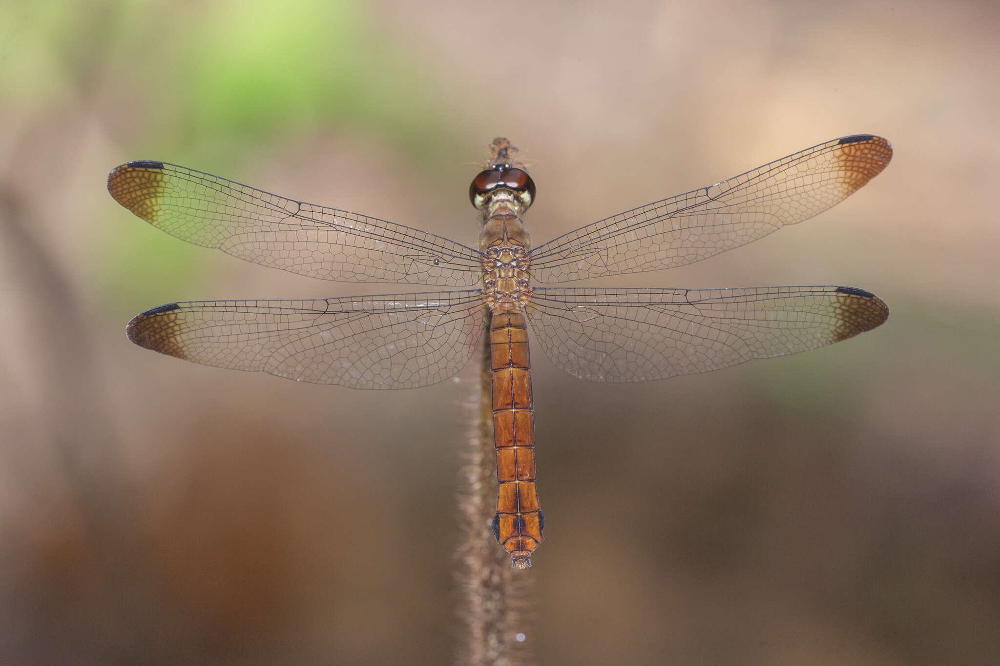 Image of Lyriothemis biappendiculata (Selys 1878)