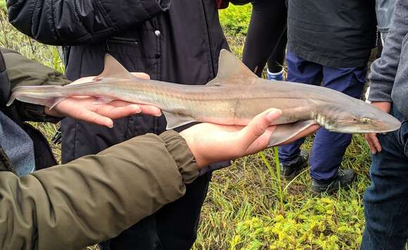 Image of Gray Smooth-hound