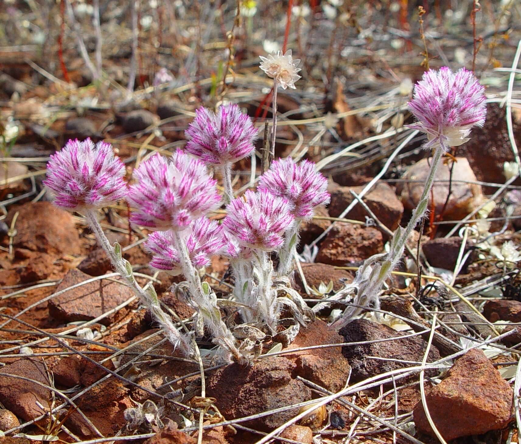 Image of Ptilotus helipteroides (F. Müll.) F. Müll.