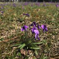 Image of Viola philippica Cav.