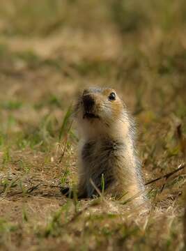 Image of Russet Ground Squirrel