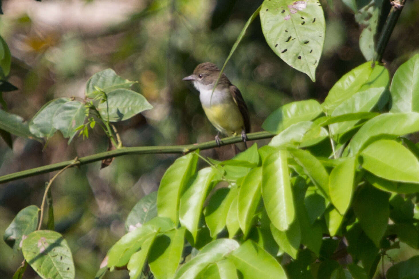 Image of Short-crested Flycatcher