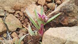 Delosperma carolinense N. E. Br. resmi