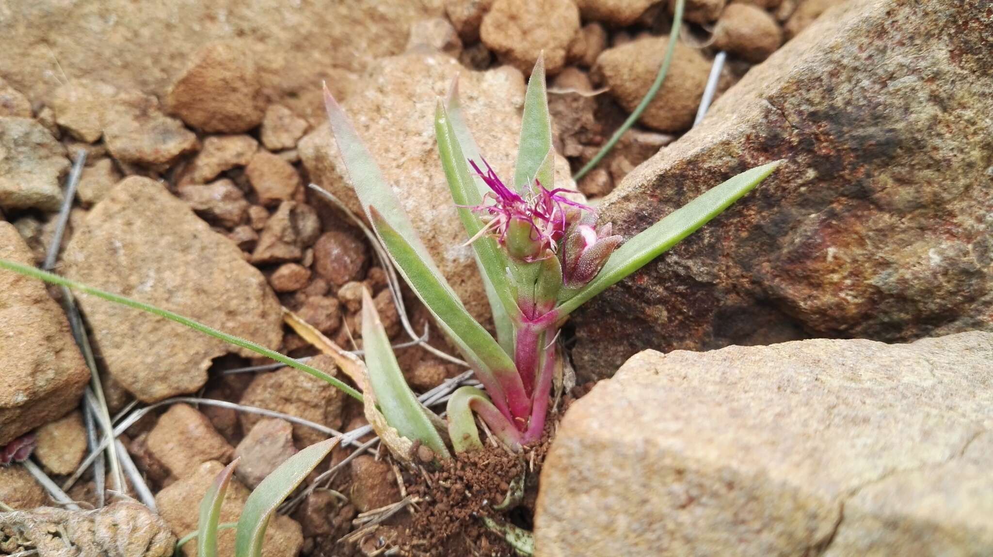 Image of Delosperma carolinense N. E. Br.