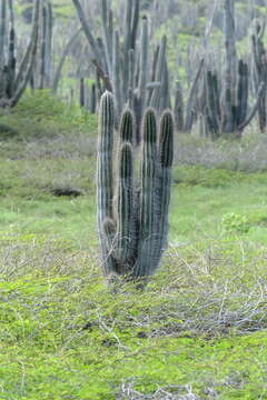 Cereus repandus (L.) Mill. resmi