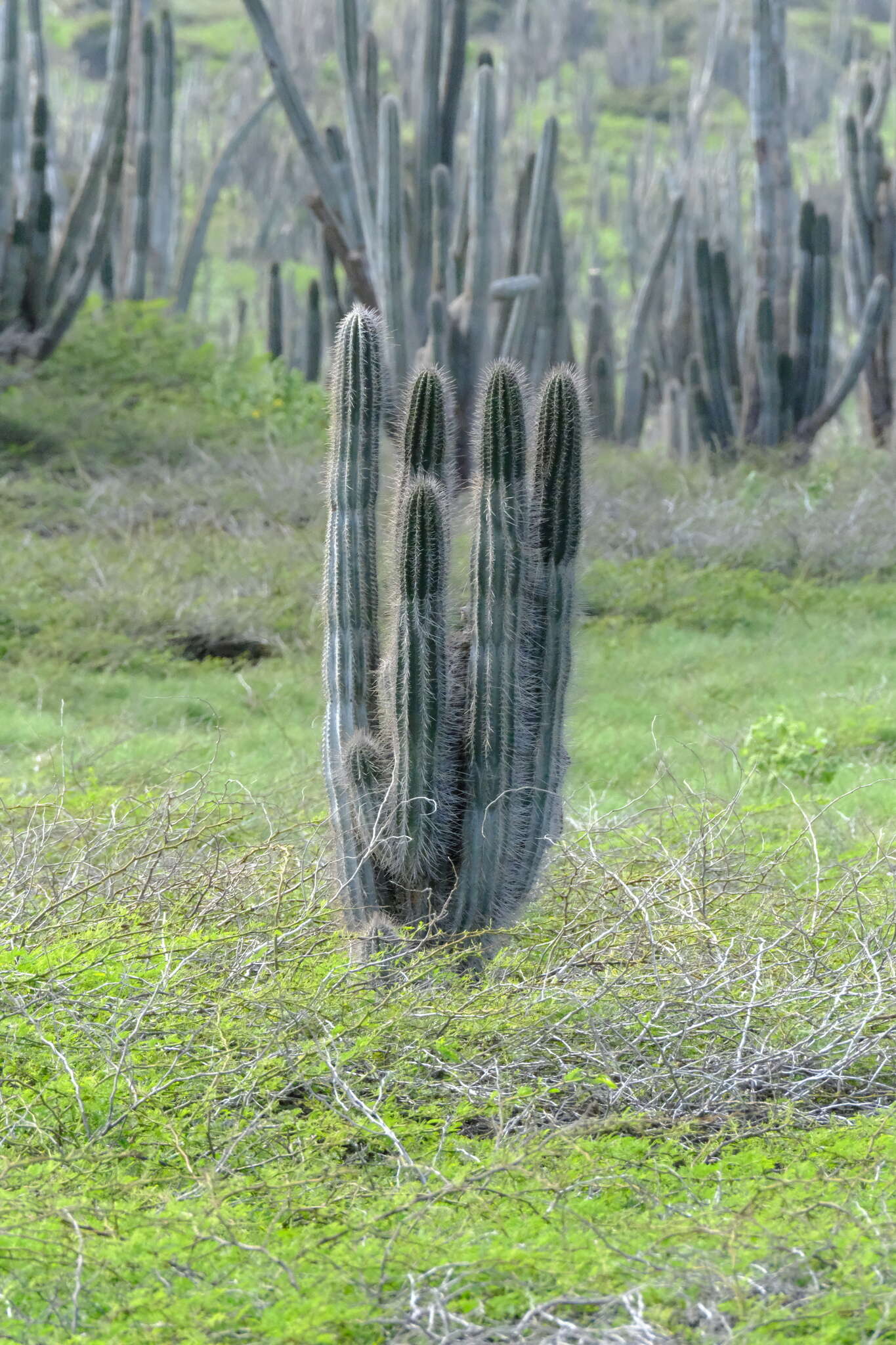 Cereus repandus (L.) Mill. resmi